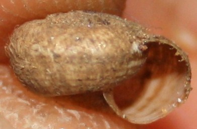 Hygromiidae da id.